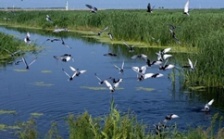  用人工技術(shù)保護(hù)長(zhǎng)江生物多樣性